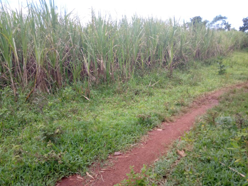 Maurice sugarcane farmer